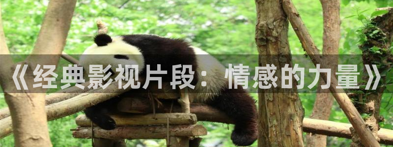 秋霞看片