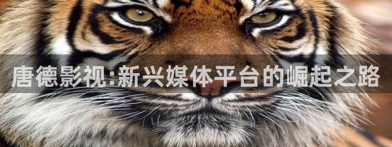 www.秋霞网