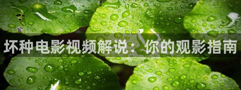 秋霞网777