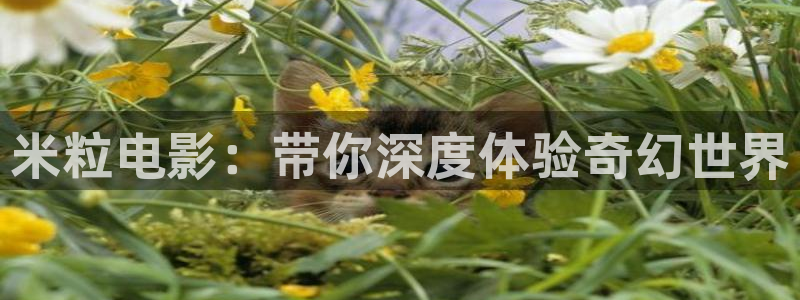 秋霞电影网鲁丝片国产